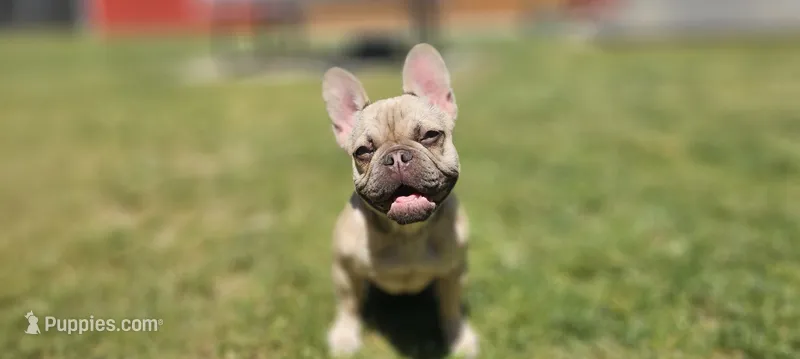 Lily – French Bulldog puppy on hold in Charlotte, NC