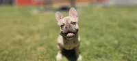 Lily, a female French Bulldog for sale in Charlotte, NC – 1 of 10