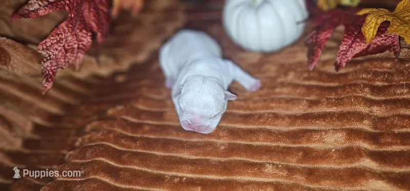 Jess – French Bulldog puppy for sale in Lake, MI