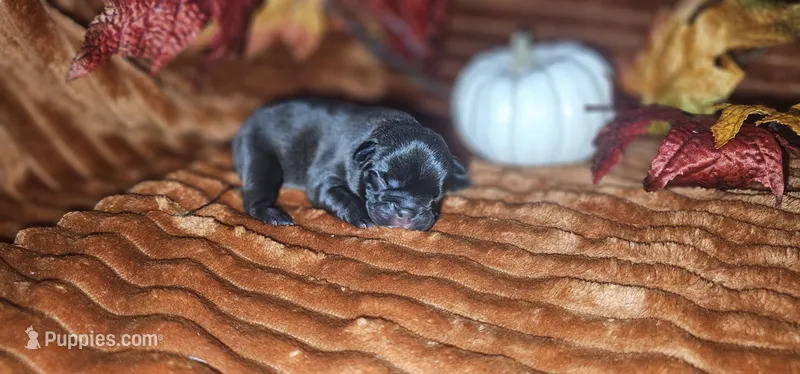 Cici – French Bulldog puppy for sale in Lake, MI