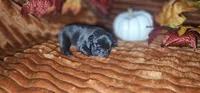 Cici, a female French Bulldog for sale in Lake, MI – 1 of 1