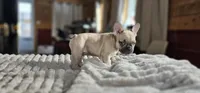 Lily, a female French Bulldog for sale in Lake, MI – Photo 3 of 9