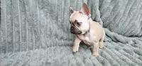 Lily, a female French Bulldog for sale in Lake, MI – Photo 6 of 9