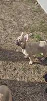 Lily, a female French Bulldog for sale in Clare, MI – Photo 2 of 10