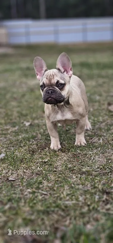 Lily – French Bulldog puppy for sale in Hammond, LA