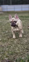 Lily, a female French Bulldog for sale in Clare, MI – Photo 1 of 10