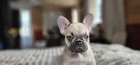 Lily, a female French Bulldog for sale in Lake, MI – Photo 2 of 9