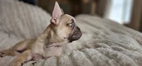 Lily, a female French Bulldog for sale in Hammond, LA – Photo 2 of 10