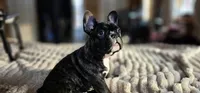 Jack, a male French Bulldog for sale in Lake, MI – Photo 4 of 9