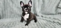 Jack, a male French Bulldog for sale in Lake, MI – Photo 1 of 9