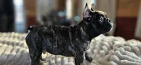 Jack, a male French Bulldog for sale in Lake, MI – Photo 5 of 9