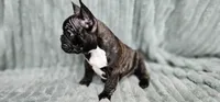 Jack, a male French Bulldog for sale in Lake, MI – Photo 6 of 9