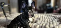 Jack, a male French Bulldog for sale in Lake, MI – Photo 2 of 9
