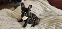 Jack, a male French Bulldog for sale in Hammond, LA – Photo 1 of 10