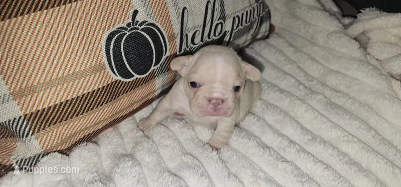 Jess – French Bulldog puppy for sale in Lake, MI
