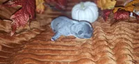 Schmitt, a male French Bulldog for sale in Lake, MI – 1 of 1