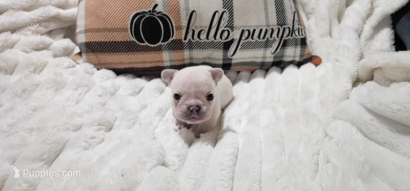 Nick – French Bulldog puppy for sale in Lake, MI
