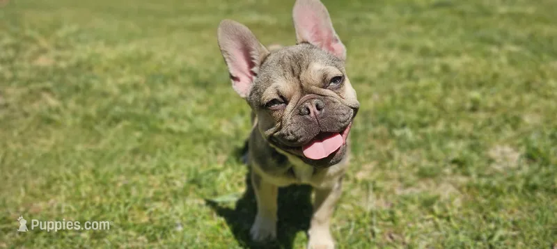 Monica – French Bulldog puppy for sale in Charlotte, NC
