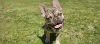 Monica, a female French Bulldog for sale in Charlotte, NC – 1 of 10
