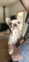 Rosie, a female French Bulldog for sale in Hammond, LA – Photo 1 of 4