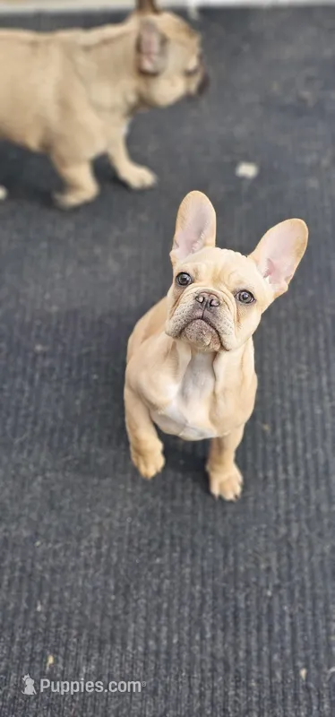 Rosie – French Bulldog puppy for sale in Hammond, LA