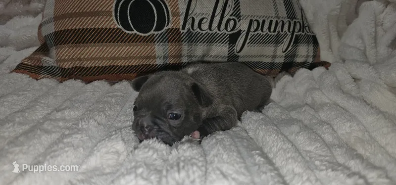Schmitt – French Bulldog puppy for sale in Lake, MI
