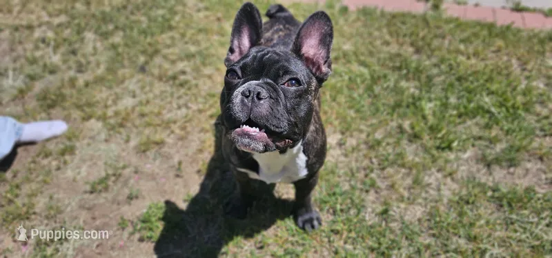 Jack – French Bulldog puppy for sale in Charlotte, NC
