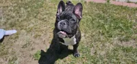 Jack, a male French Bulldog for sale in Charlotte, NC – 1 of 10