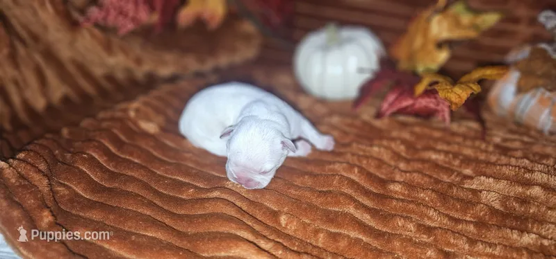 Nick – French Bulldog puppy for sale in Lake, MI