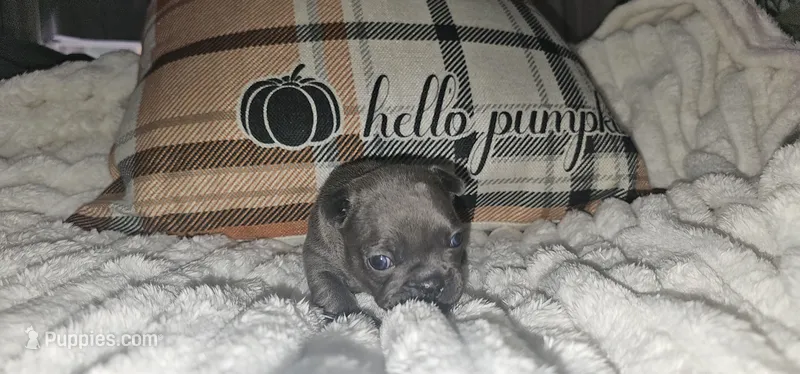 Alley – French Bulldog puppy on hold in Lake, MI
