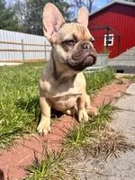 Lily, a female French Bulldog for sale in Lake, MI – 2 of 10