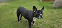 Ruby Roo puppies, a  French Bulldog for sale in Grand Rapids, MI – 2 of 4