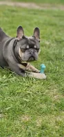 Ruby Roo puppies, a  French Bulldog for sale in Grand Rapids, MI – 3 of 4