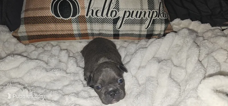 Winston – French Bulldog puppy for sale in Lake, MI