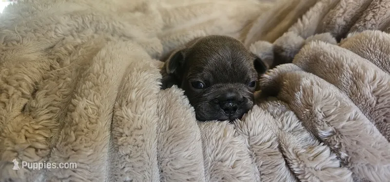Winston – French Bulldog puppy for sale in Lake, MI
