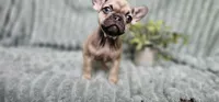 Monica , a female French Bulldog for sale in Lake, MI – Photo 1 of 8