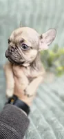 Monica , a female French Bulldog for sale in Lake, MI – Photo 6 of 8