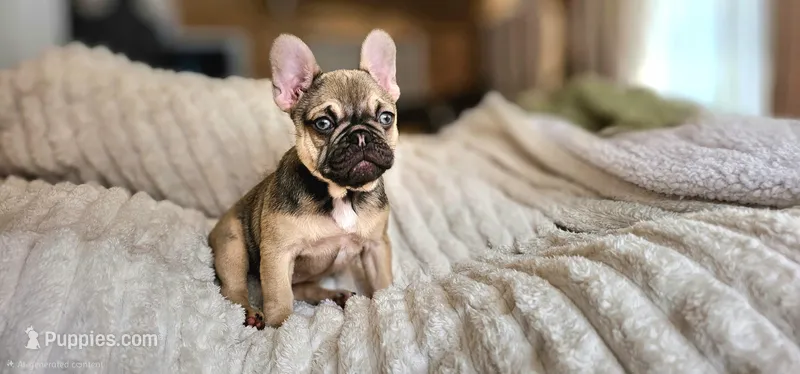 Monica  – French Bulldog puppy for sale in Lake, MI