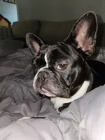 Ruby Roo puppies, a  French Bulldog for sale in Grand Rapids, MI – 4 of 4