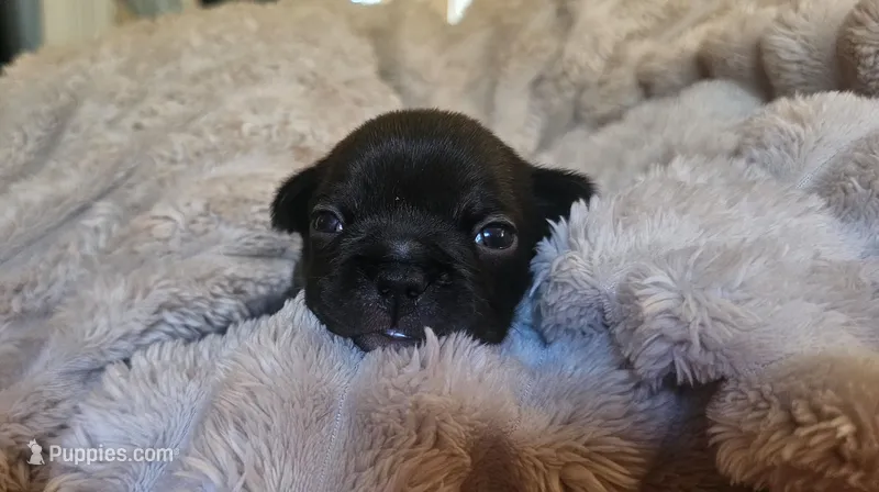 Cici – French Bulldog puppy for sale in Lake, MI