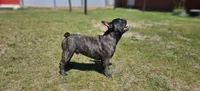 Jack, a male French Bulldog for sale in Charlotte, NC – 2 of 10