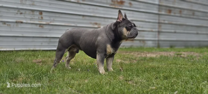 Ruby Roo puppies – French Bulldog puppy for sale in Grand Rapids, MI