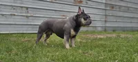 Ruby Roo puppies, a  French Bulldog for sale in Grand Rapids, MI – 1 of 4