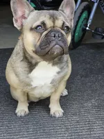 Frank, a male French Bulldog for sale in Lake, MI – Photo 7 of 8