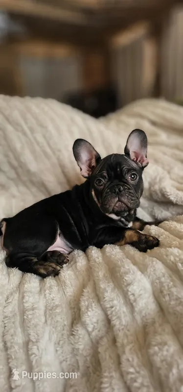 Frank – French Bulldog puppy for sale in Lake, MI