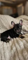 Frank, a male French Bulldog for sale in Hammond, LA – Photo 1 of 10