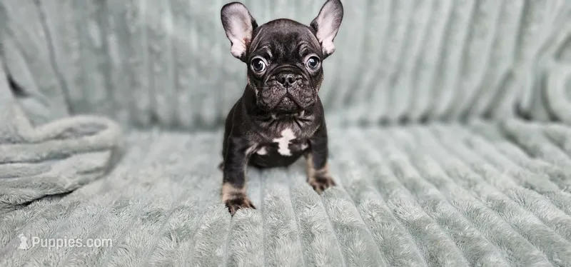 Frank – French Bulldog puppy for sale in Lake, MI