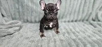 Frank, a male French Bulldog for sale in Lake, MI – Photo 1 of 8
