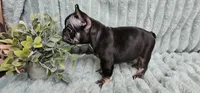 Frank, a male French Bulldog for sale in Lake, MI – Photo 6 of 8