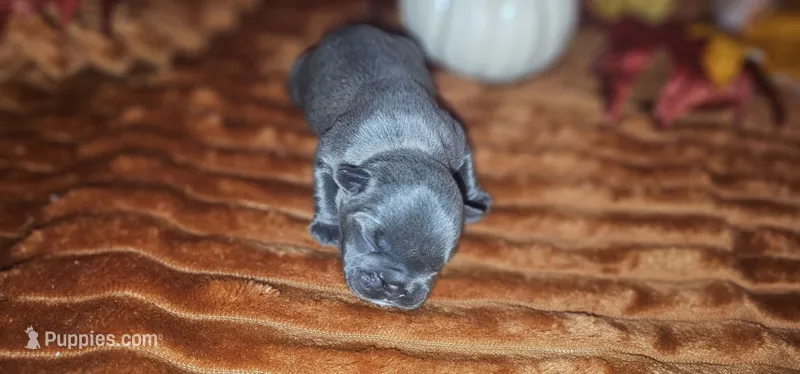 Alley – French Bulldog puppy for sale in Lake, MI